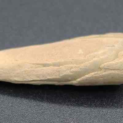 Close up of echinoid spine abrader: The image shows a small, pointed, beige echinoid spine resting on a dark surface.