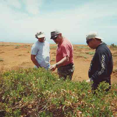 Three men examining a'ali'i