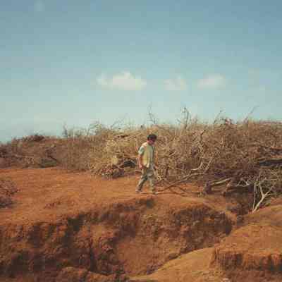 Paul Higashino walking along brush pile