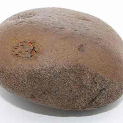 Closeup of basalt hammerstone: The image shows a smooth, rounded brown rock with some rough patches and a slightly irregular surface, resting on a plain white background.