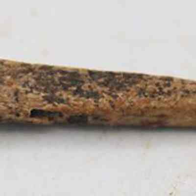 Closeup profile of worked bone: The image shows a small, ancient, pointed bone tool with a slightly curved shape and a weathered texture, likely used for crafting or hunting.