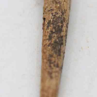 Lengthwise view of worked bone point: The image shows a close-up of an ancient, weathered bone needle with a pointed end, resting against a light background.