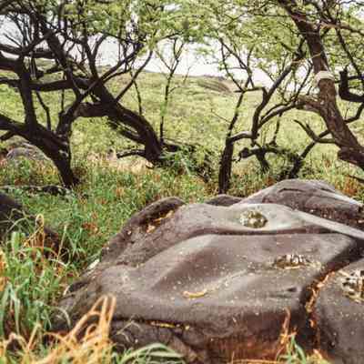 Boulders and trees