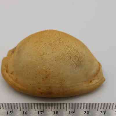 Profile of cowrie shell lure and ruler: The image shows a cowrie shell lure, light brown, resting on a white surface with a ruler for size reference.