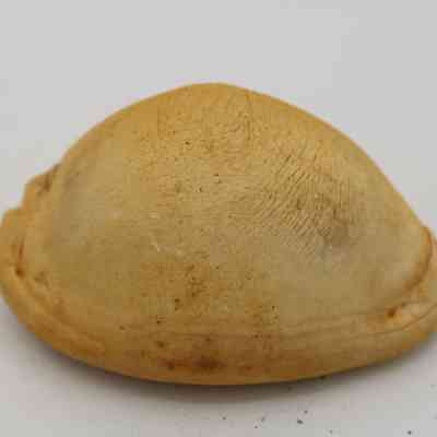 Profile of cowrie shell ure: The image displays a single, beige dumpling-shaped food item on a plain white background, showcasing its textured surface and overall smooth contours.