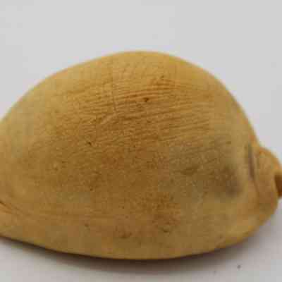 Closeup of cowrie shell lure in profile: The image shows a close-up of a cowrie shell lure, featuring a smooth, rounded surface with a sandy color and textured details.