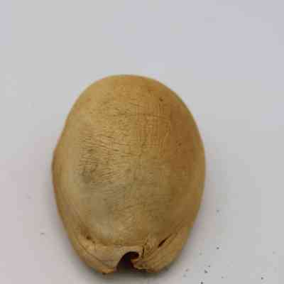 Lengthwise view of cowrie shell lure: The image shows a cowrie shell lure, placed against a plain white background, showcasing its natural texture and distinct shape.