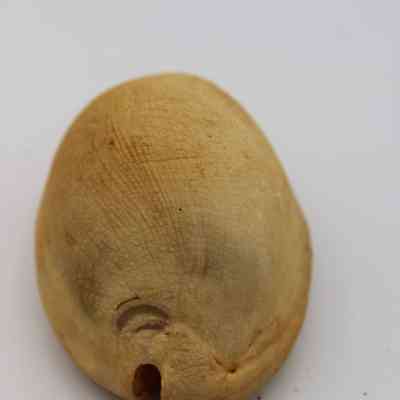 Lengthwise view of cowrie shell lure: The image shows a cowrie shell lure with a textured surface, in earthy tones, placed against a plain white background, exhibiting natural curves.