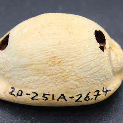 Closeup profile of cowry shell lure with visible alternate id number: The image shows an off-white, hollow shell with two holes and black numbers "20-251A-26.74" written on its surface,