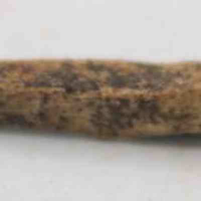 Closeup side profile of worked bone: The image displays an ancient, pointed, and weathered bone object, likely an artifact or tool, resting on a plain white surface.