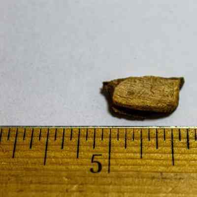 Worked bone-large mammal