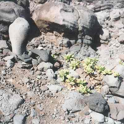 Naupaka at Hakioawa Beach