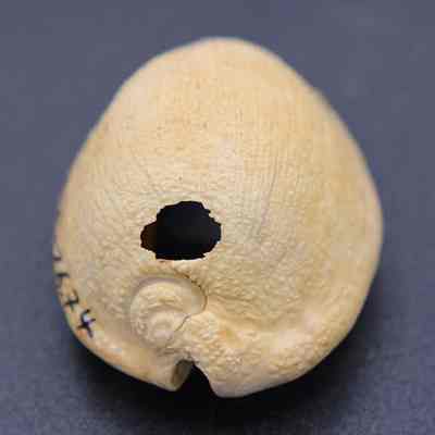Closeup lengthwise view of a cowry shell lure: The image displays a beige seashell with a prominent circular hole near its top and some handwritten numbers on the side.