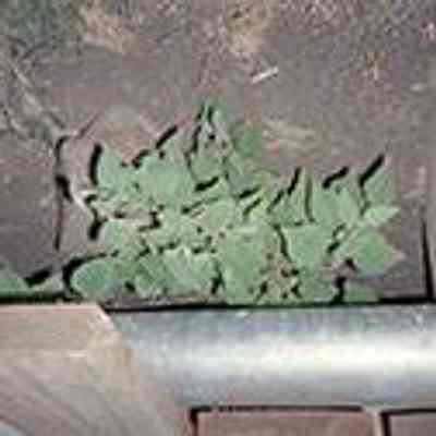 Plant next to pipe: Origsize: 1.5" x 1.25"; Origformat: Negative; Resolution: 200 dpi; Negno: 20