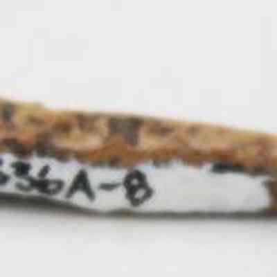 Worked bone with original accession number: The image shows a small, weathered bone artifact with a pointed end, inscribed with a series of numbers and letters on a painted white strip.