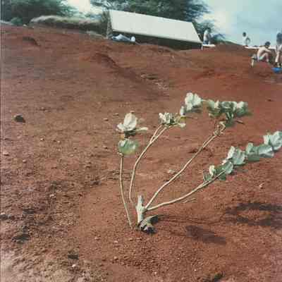 Pohinahina plant-closeup with pencil