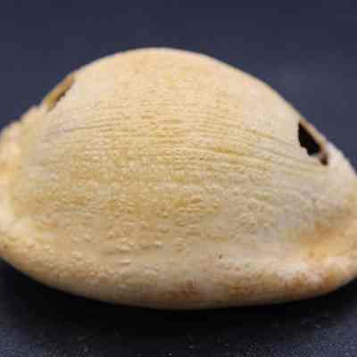 Profile of cowry shell lure: A curved, beige shell with small holes and textured surface rests against a dark background, showcasing its intricate details and natural beauty.