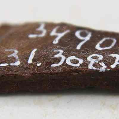 Closeup of worked bone fish hook tab with visible alternate id number: The image depicts a small, brown bone fragment with numbers "349D-31.3087" written in white on its surface.