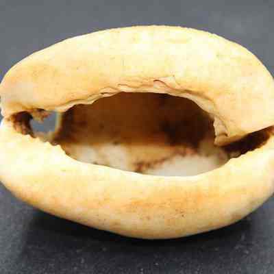Underside of cowry shell lure: The image shows a close-up of a cracked, shell against a dark background, displaying its hollow interior and rough texture.
