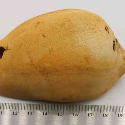 Closeup of cowrie shell lure from the the top and ruler: The image shows a cowrie shell lure positioned next to a ruler, highlighting its size and texture.