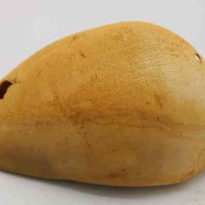 Closeup of cowrie shell lure in profile: The image shows a cowrie shell lure, featuring a smooth, glossy surface with a light tan color and natural textures.