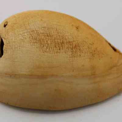 Closeup of cowrie shell lure in profile: The image shows a natural cowrie shell lure, displaying its smooth, curved surface and aged, weathered appearance on a plain background.