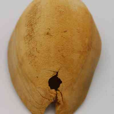 Closeup of lengthwise view of cowry shell lure: The image shows a weathered cowry shell with a distinctive crack, used as a fishing lure, set against a plain white background.