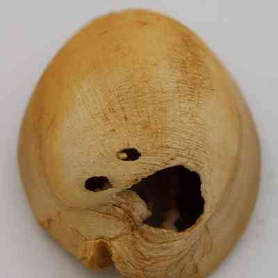 Closeup of lengthwise view of cowrie shell lure: The image shows a cowrie shell lure featuring several holes for stringing, possibly used for fishing purposes.