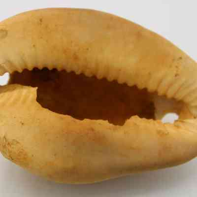 Closeup of the underside of cowrie shell lure: The image shows a large, polished cowrie shell with its glossy surface displayed, often used as a lure in various cultural settings, showcasing natural beauty.