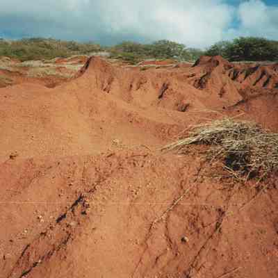 Erosion, hardpan and trees