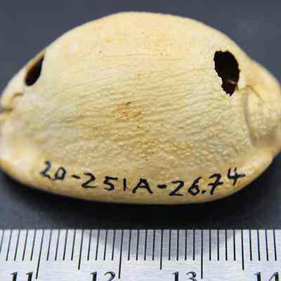 Profile of cowry shell lure with visible alternate id number and ruler: The image displays a light brown, textured shell with two holes and black markings, labeled "20-251A-26.74."