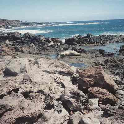 Monk seal sunning on rocky shoreline