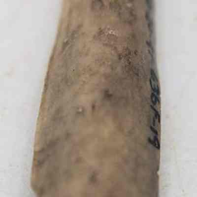Closeup of view of coral abrader: The image shows a close-up of an elongated, textured, and slightly curved object with some markings, possibly an artifact.