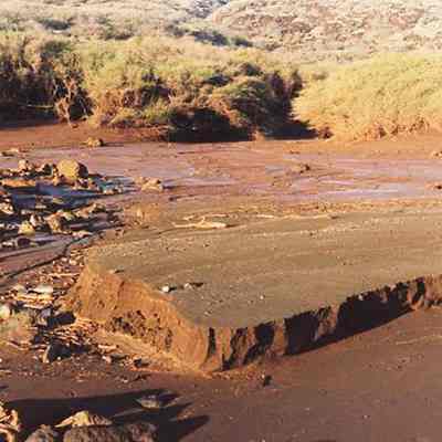 Soil profile within partial wetlands