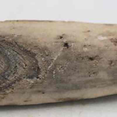Closeup of coral abrader: The image shows a worn, pointed bone fragment with a rough texture, featuring dark patches, possibly signifying age or use, lying on a light surface