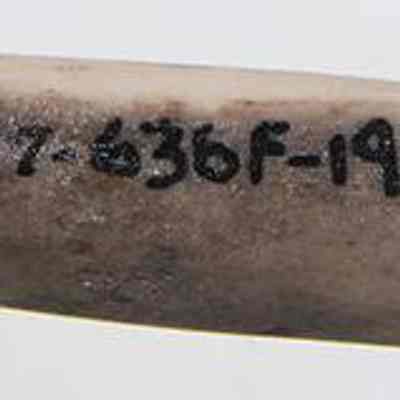 Abrader with original accession number: A hand in a blue glove holds an object resembling bone, with a sequence of alphanumeric characters written on its surface, placed against a plain background.