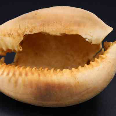 Closeup of underside of cowrie shell lure: The image shows a cowrie shell, commonly used as a lure in fishing, featuring its smooth, shiny surface and distinct grooved opening.