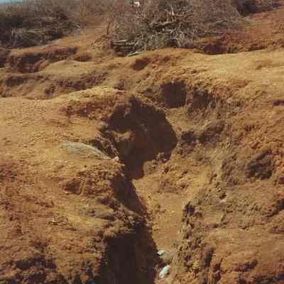 Erosion cut with brush piles