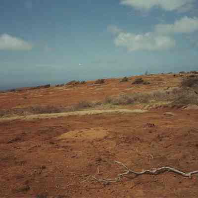 Area west of a brush pile near Luamakika