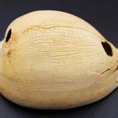 Close up of cowry shell lure (lu he'e) in profile: The image shows a shell lure (lu he'e) with a smooth, beige surface featuring two openings, likely used in fishing, against a dark background.