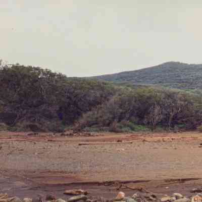 Dry streambed with trees