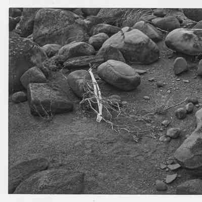 Site 110AP #11A