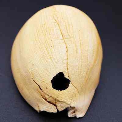 Lengthwise view of cowry shell lure (lu he'e): The image depicts a large, beige shell with a hole near its narrow end, resting on a dark surface, used as a fishing lure (lu he'e).