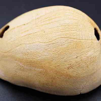 Profile of cowry shell lure (lu he'e): The image shows a shell lure (lu he'e) with a light, textured surface, featuring two small holes on top for attachment.