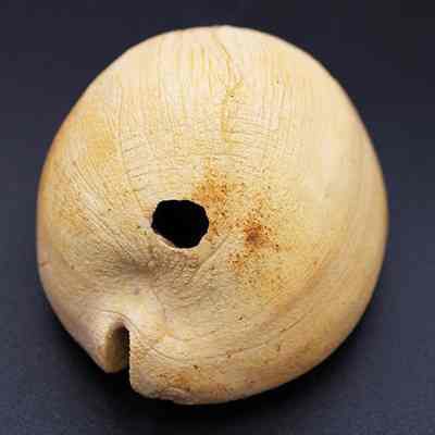 Close up of cowry shell lure (lu he'e): The image features a shell lure (lu he'e) with a distinct hole near its center, showcasing its natural texture and earthy color, likely used in fishing.