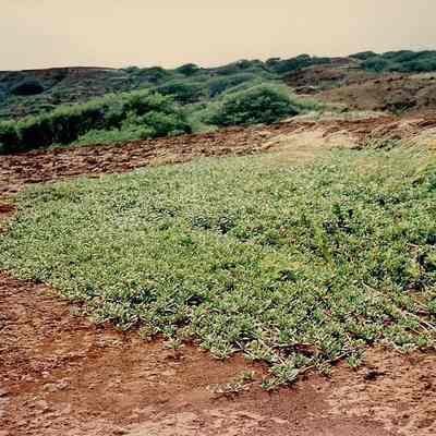 Pau O Hiiaka planting w/grass