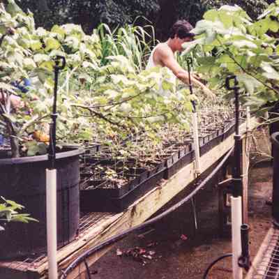 Unidentified man tending to starter plants