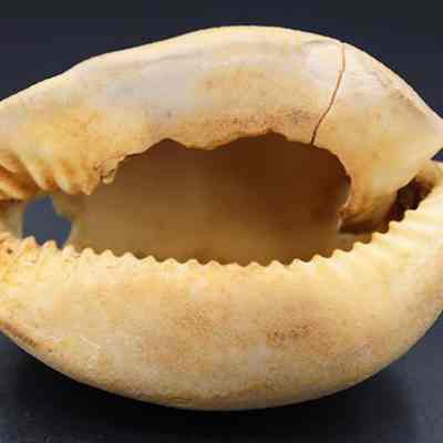 Underside of cowry shell lure (lu he'e): The image displays a shell lure (lu he'e) resembling a textured, open shell, commonly used in fishing to attract game fish by mimicking the appearance of prey.