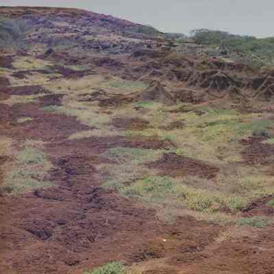 Hardpan terrain with plantings