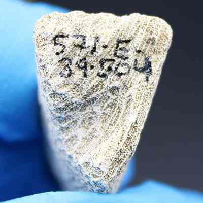 Coral abrader with visible alternate id number: A gloved hand holds a textured, triangular object with markings, displaying the numbers "34.254" and other unclear symbols on its surface.